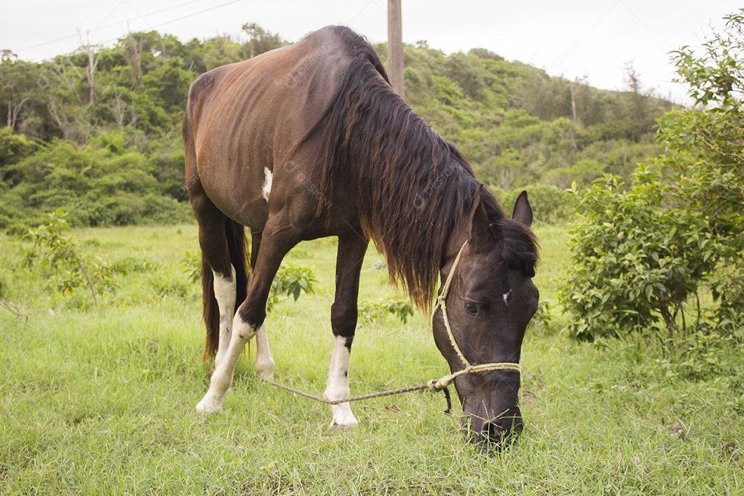 Cavalo sobre pasto pastando fazenda