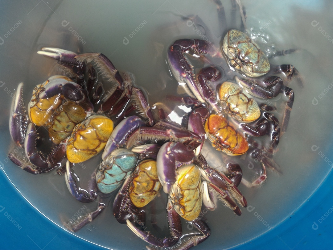 Uçá Animal sobre agua