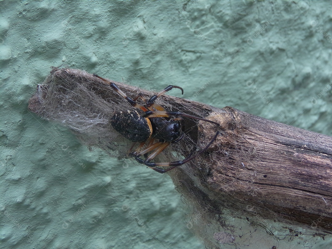 Inseto sobre uma tora de madeira