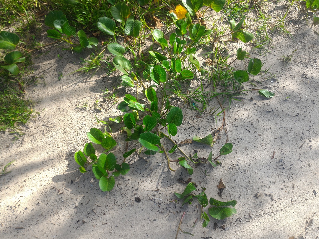 Galhos ramas sobre areia praia