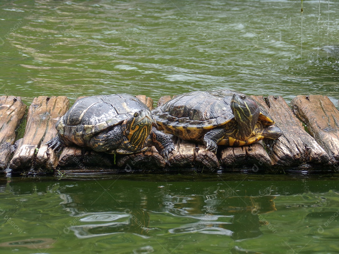 Jabuti sobre uma tabua de madeira beira de lago