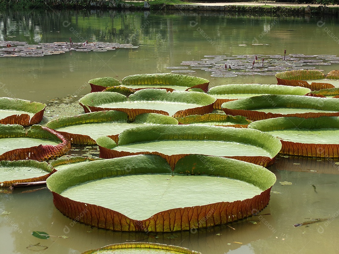 Vitoria regias sobre lago floresta