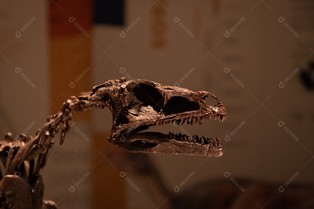 Esqueleto de dinossauro em vista de perto