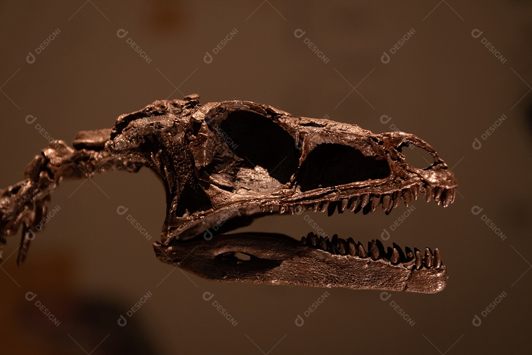 Esqueleto de dinossauro em vista de perto