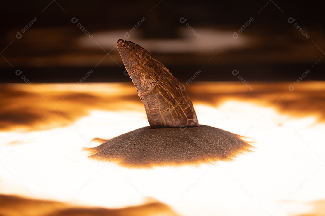 Dente Tyrannotitan em vista de perto