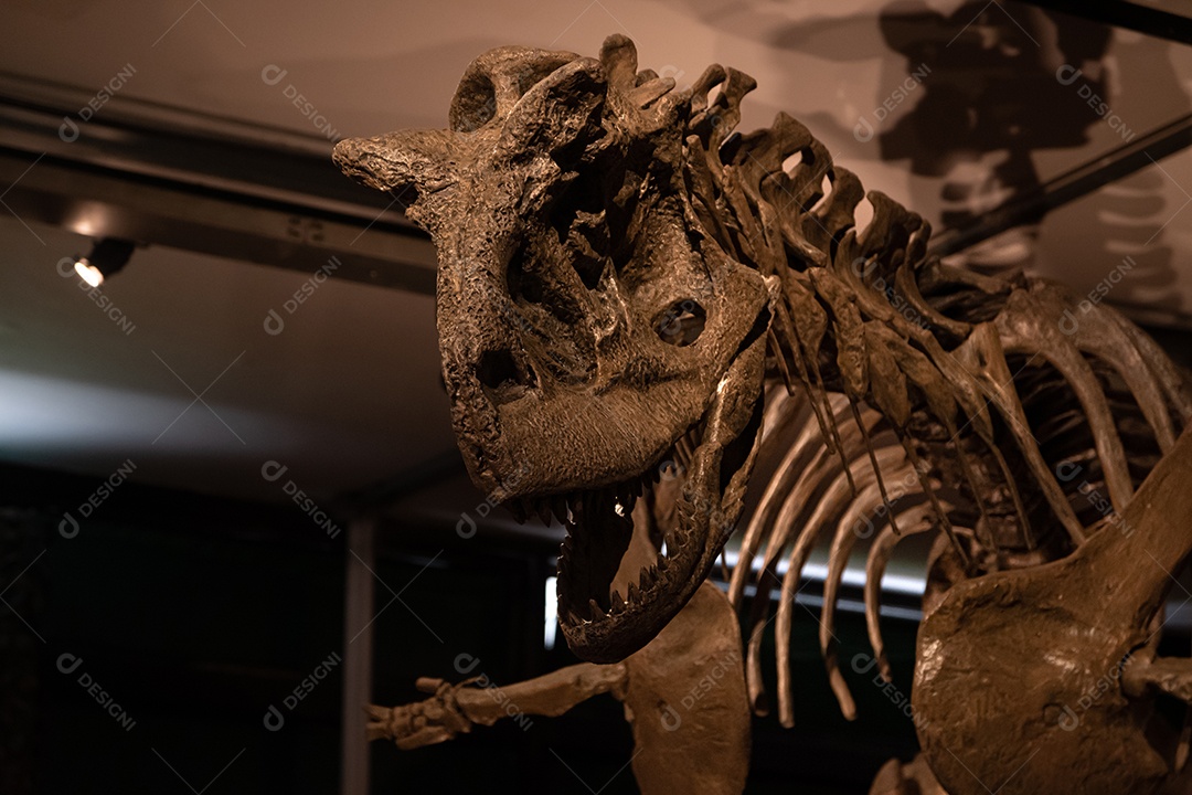 Esqueleto de Carnotaurus em vista de perto