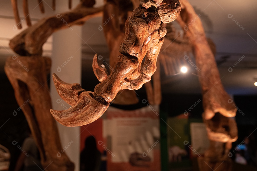 Garra de dinossauro em vista de perto