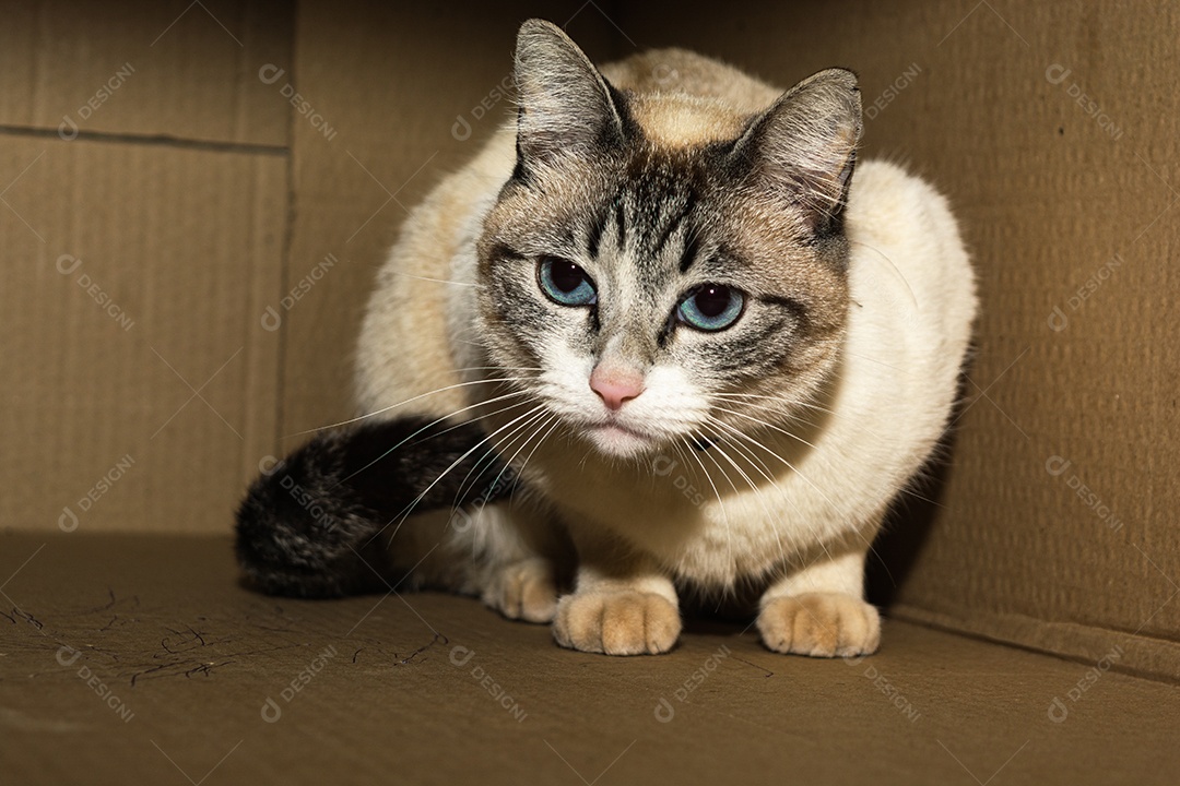 Gato encolhido dentro de uma caixa de papelão, com medo e se escondendo.