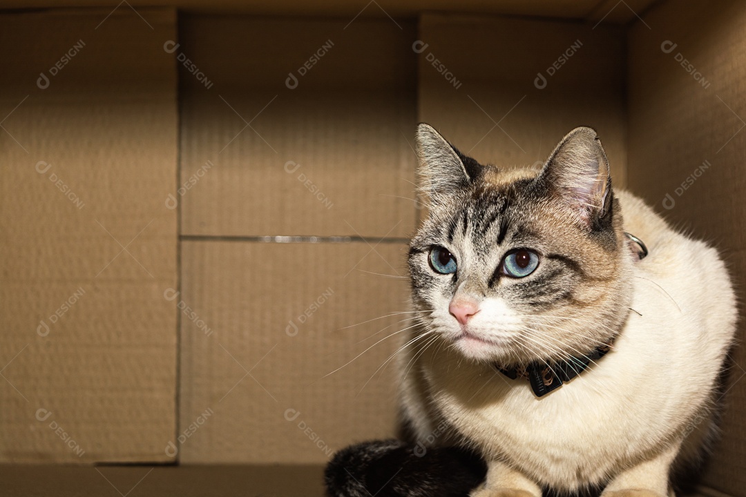 Gato atento olhando para fora da caixa de papelão.