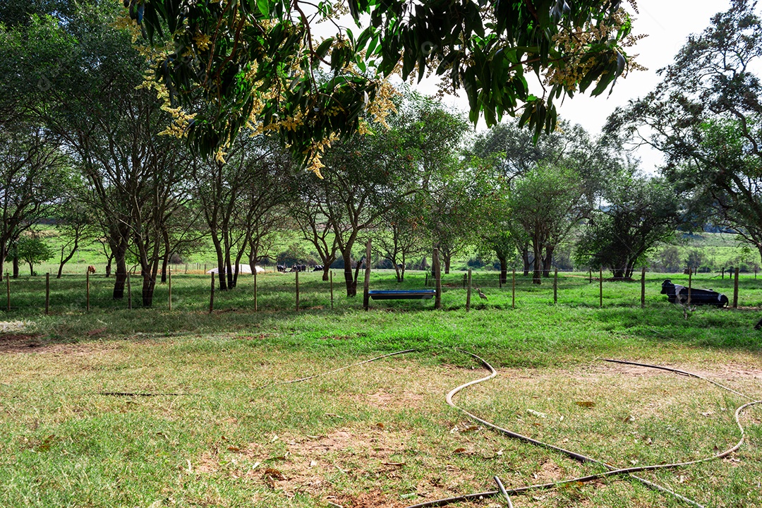 Cena de fundo de fazenda na área rural com animais típicos de fazenda no brasil.