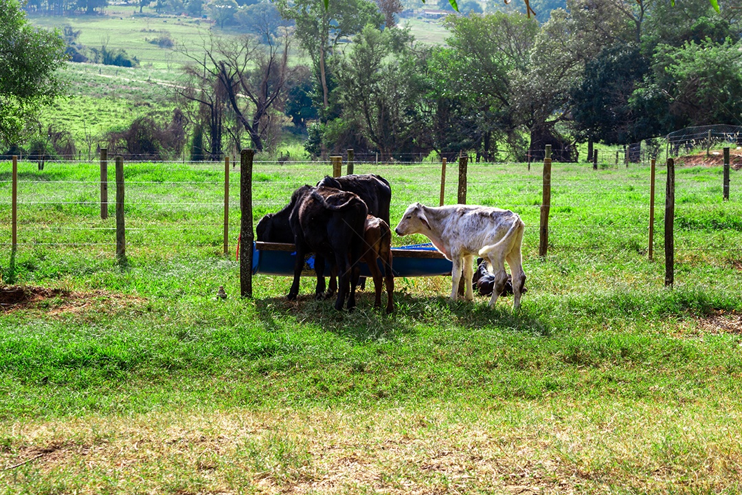 Cena de fundo de fazenda na área rural com animais típicos de fazenda no brasil.