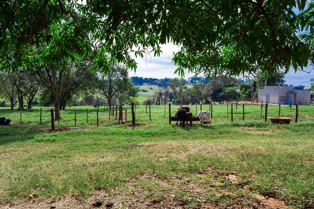 Cena de fundo de fazenda na área rural com animais típicos de fazenda no brasil.