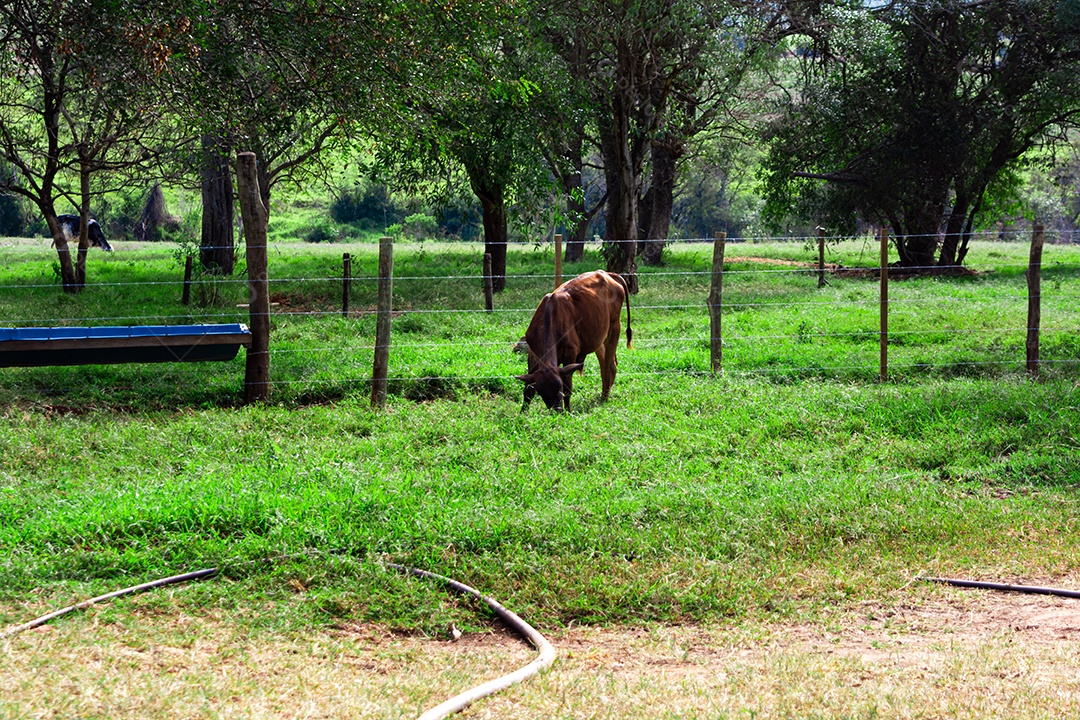 Vaca ou boi comendo grama verde no pasto, fazenda local na área rural.