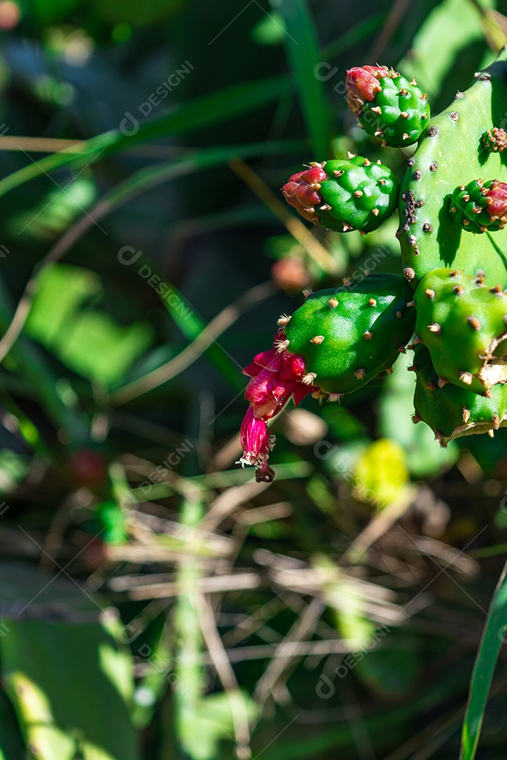 Urumbeta (Nopalea cochenillifera), é cultivada para a criação.