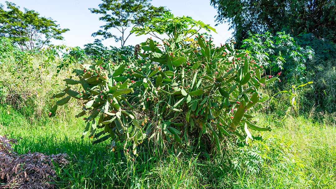Urumbeta (Nopalea cochenillifera), é cultivada para a criação.