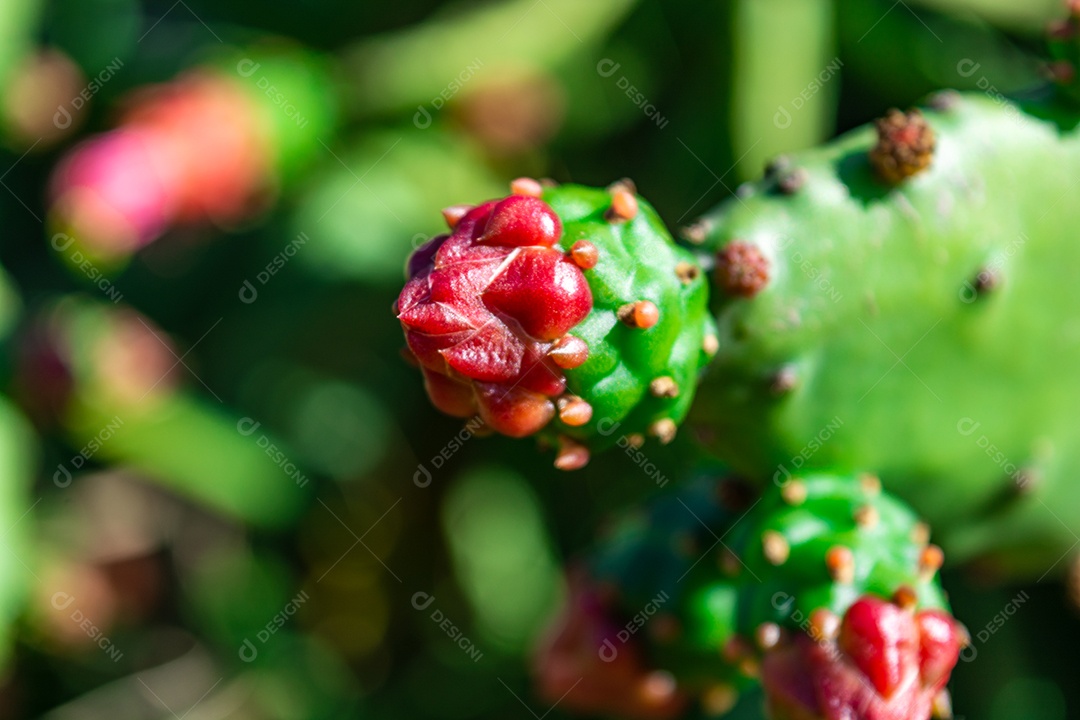 Urumbeta (Nopalea cochenillifera), é cultivada para a criação.