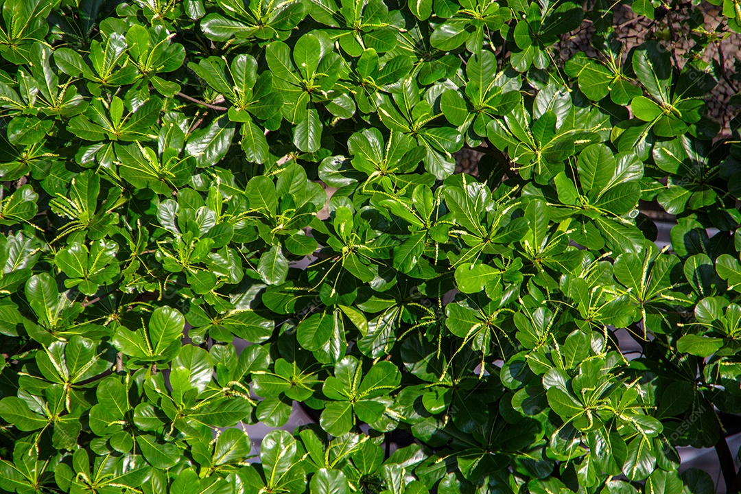 galho de árvore ao ar livre no Rio de Janeiro.