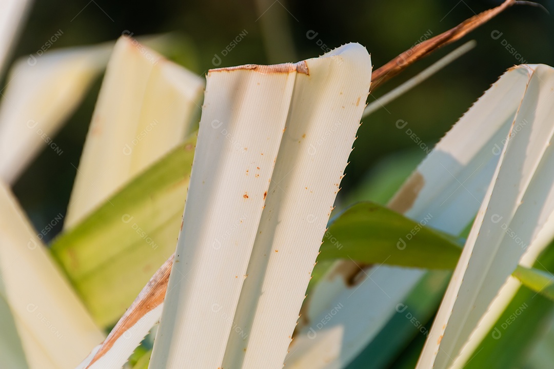 Planta Pandanus Odorifer em um jardim no Rio de Janeiro Brasil.