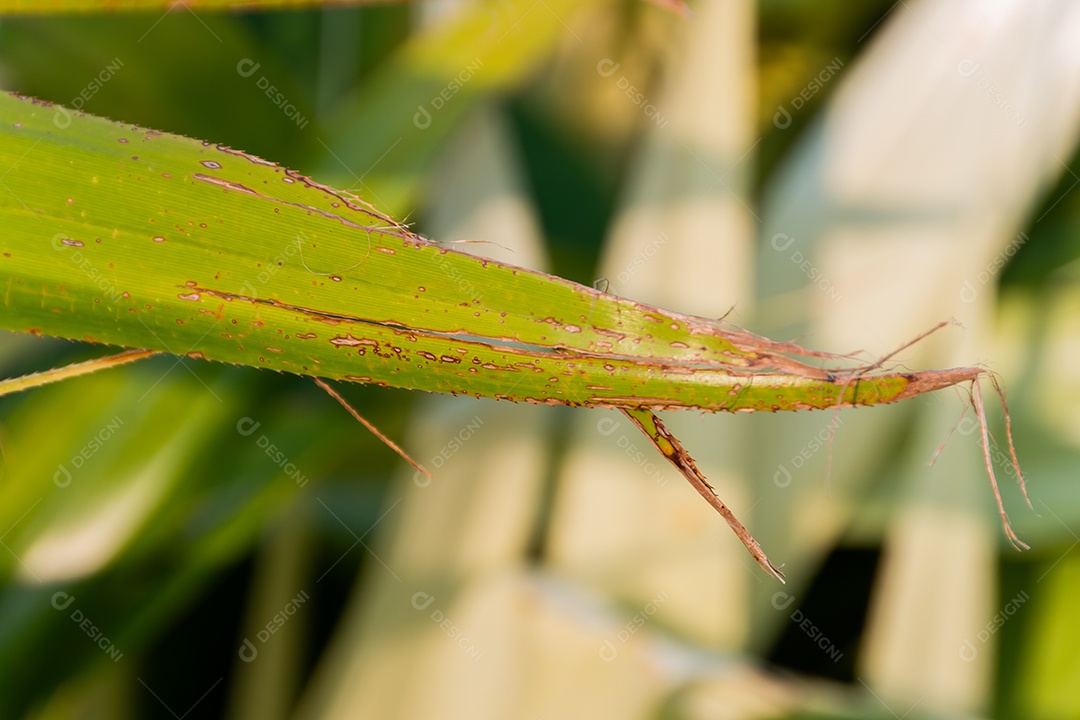 Planta Pandanus Odorifer em um jardim no Rio de Janeiro Brasil.