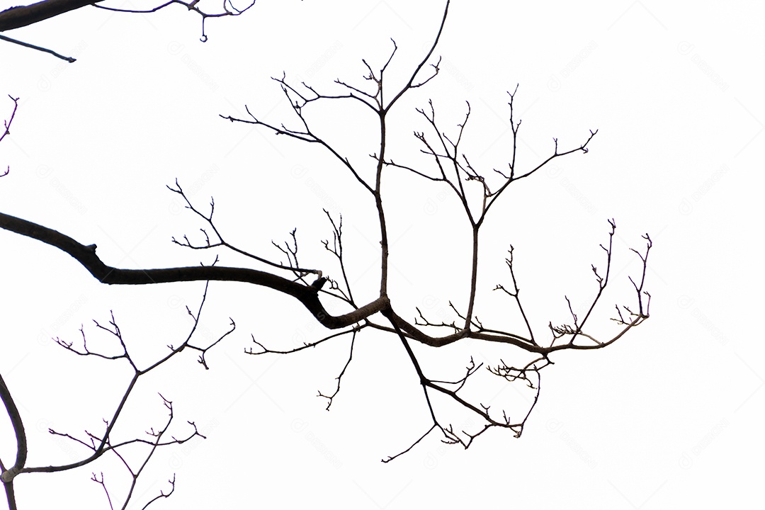 silhueta de um galho de árvore no Rio de Janeiro Brasil.