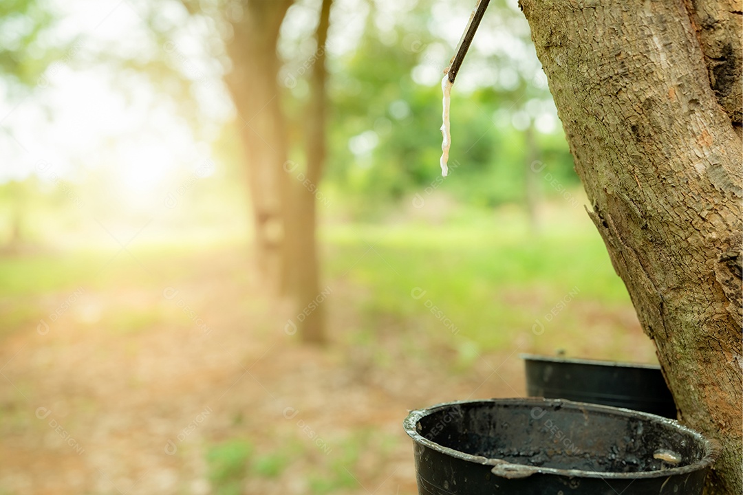 Extração da borracha no jardim da seringueira. Látex natural extraído