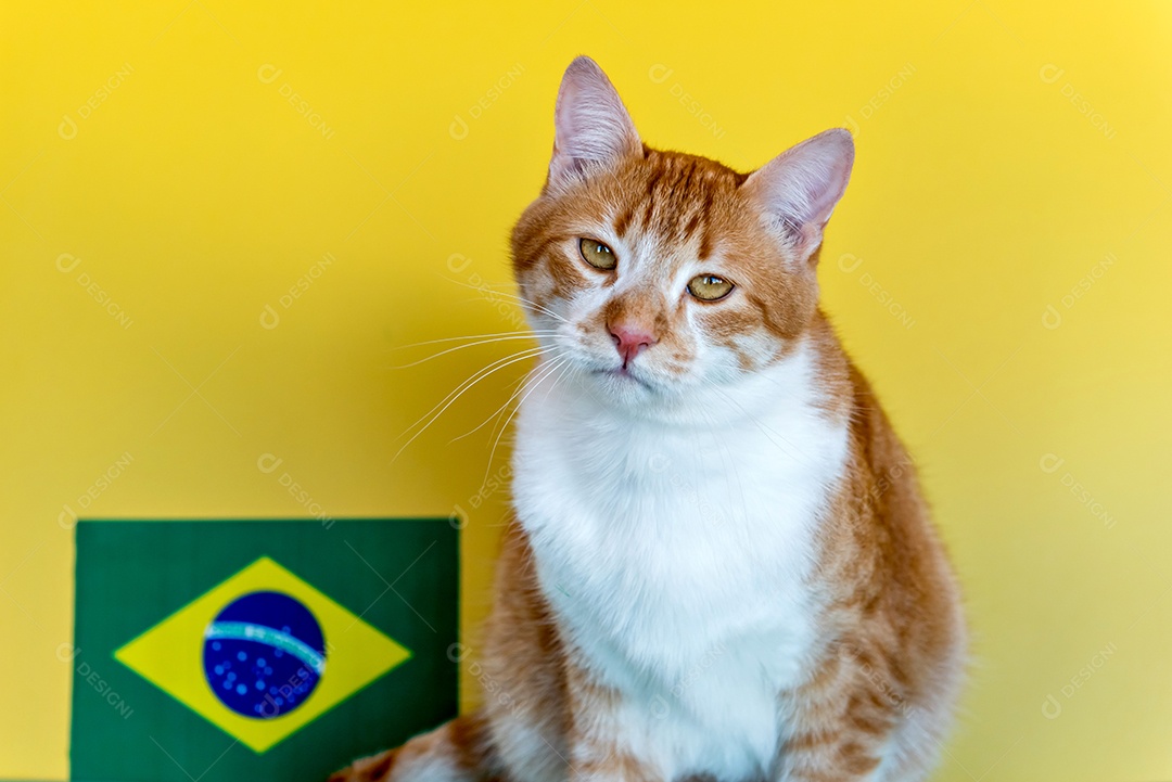 Gato ao lado da bandeira brasileira