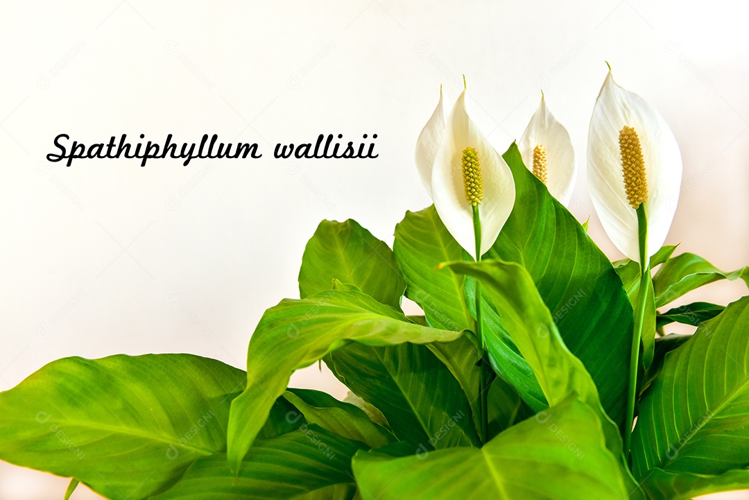 Planta de casa decorativa Spathiphyllum wallisii. Comumente conhecido