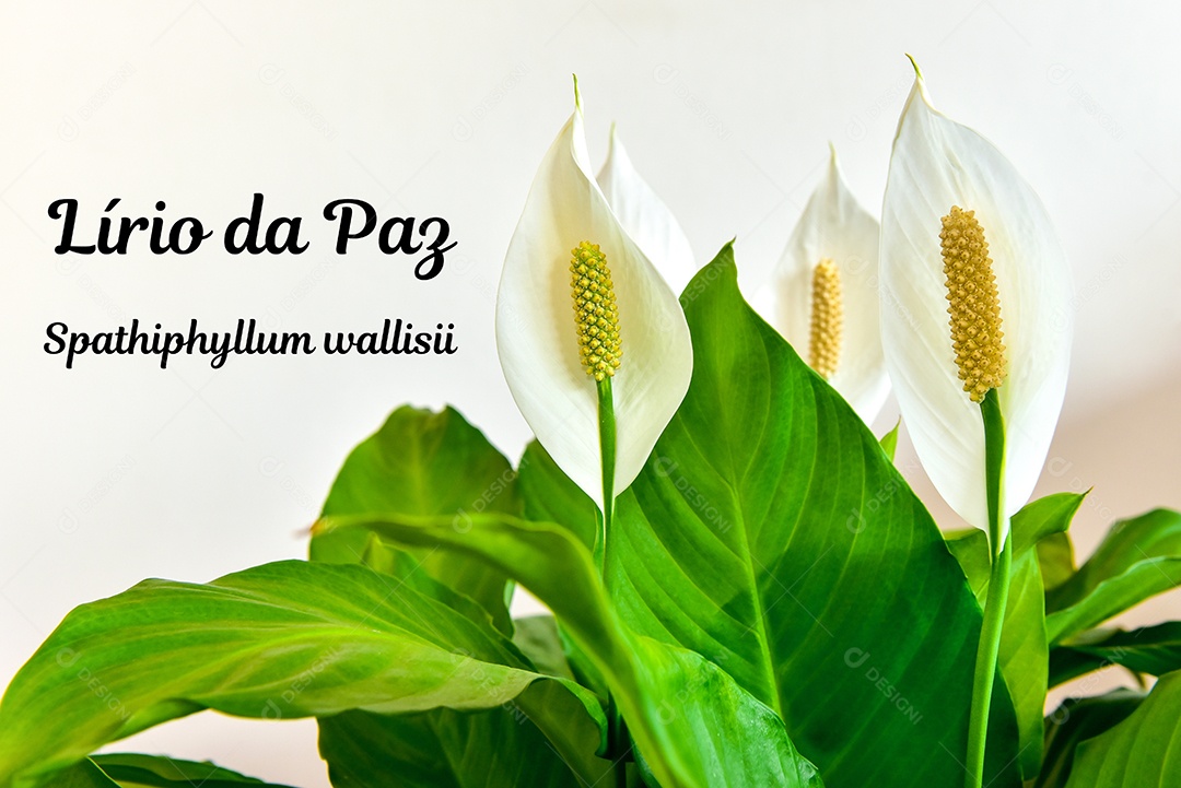 Planta de casa decorativa Spathiphyllum wallisii. Comumente conhecido