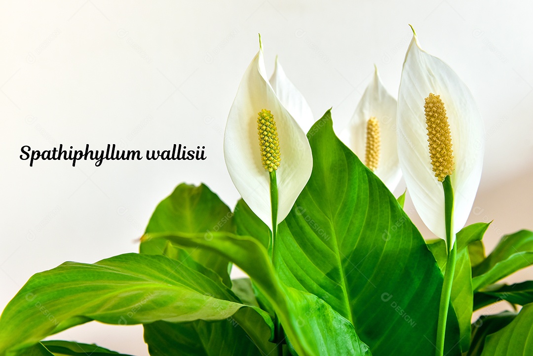 Planta de casa decorativa Spathiphyllum wallisii. Comumente conhecido