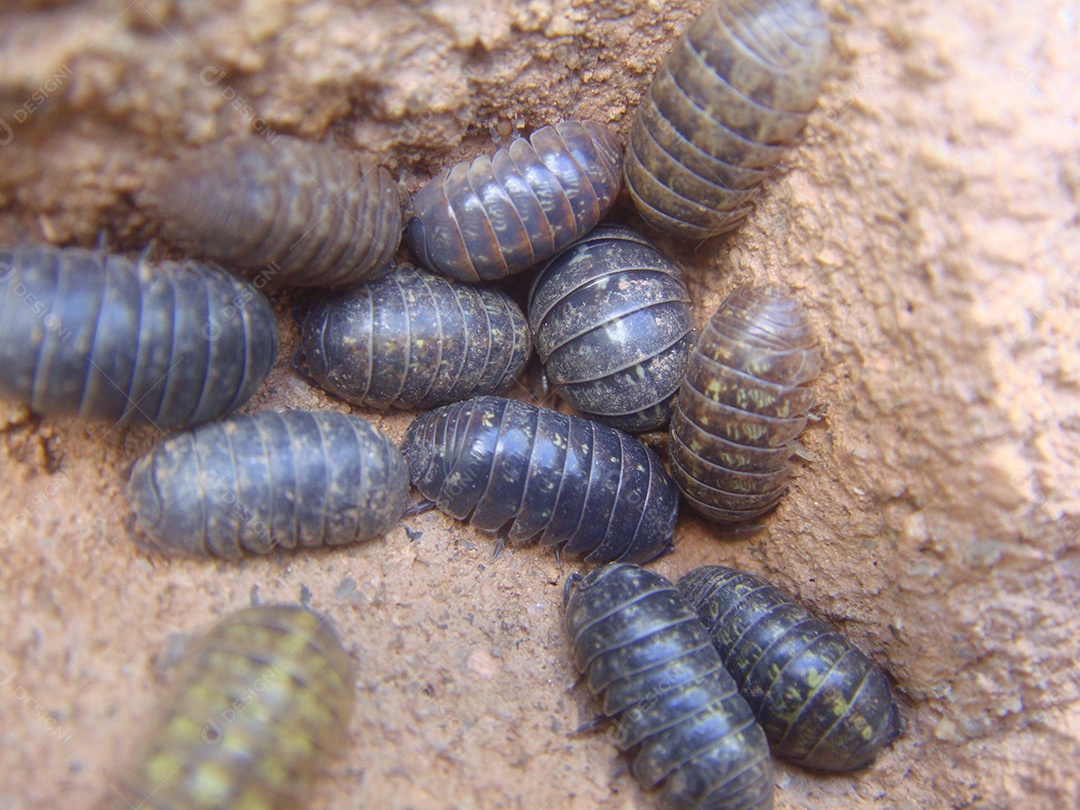Tatuzinhos de jardim Animal