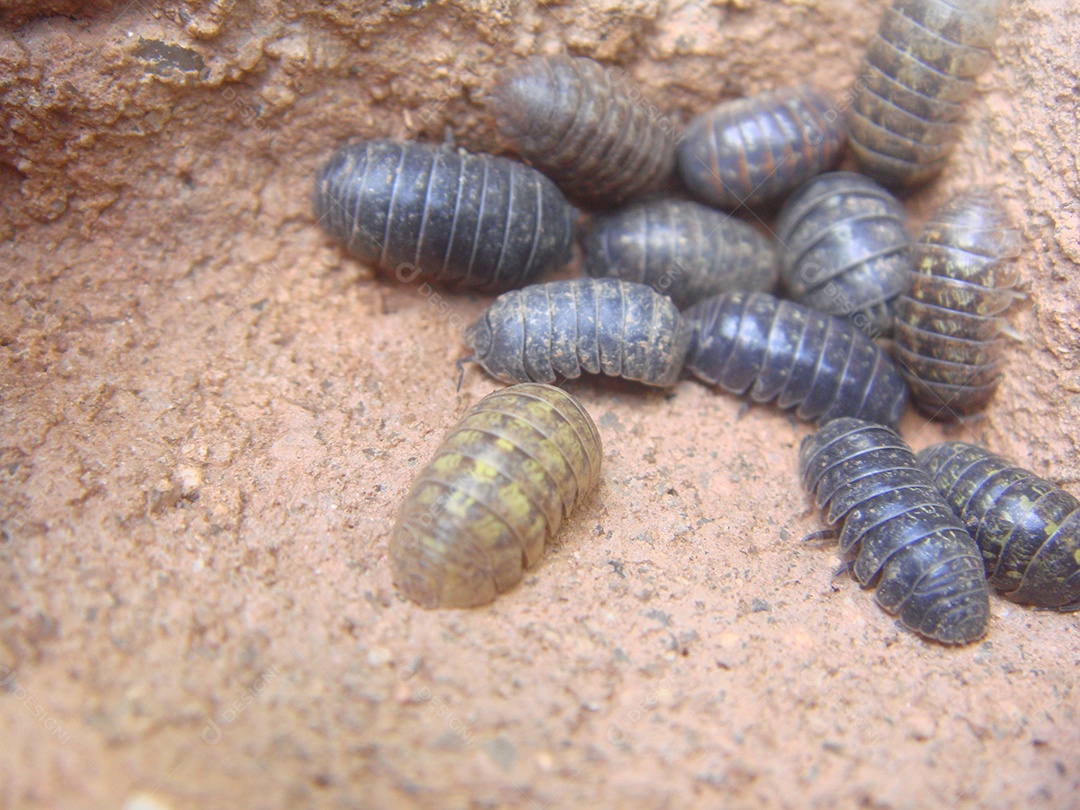Tatuzinhos de jardim Animal