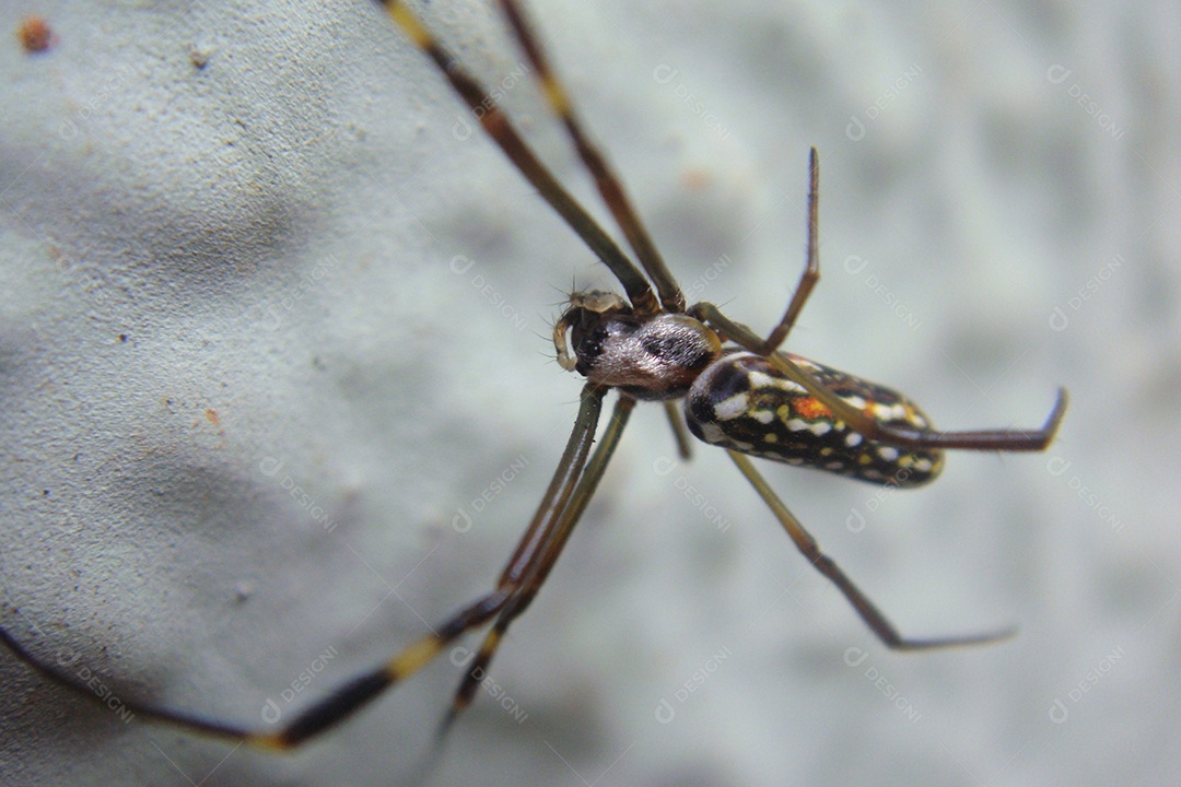 Trichonephila clavipes Aranha sobre suas telhas