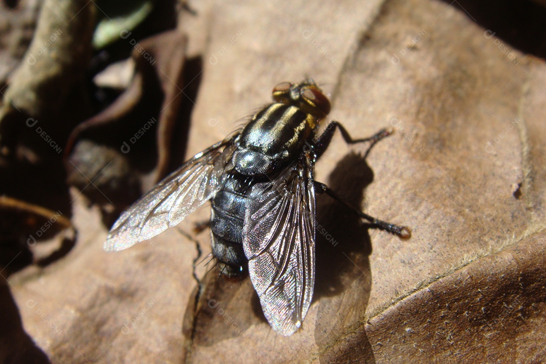 Inseto mosca sobre folha seca floresta