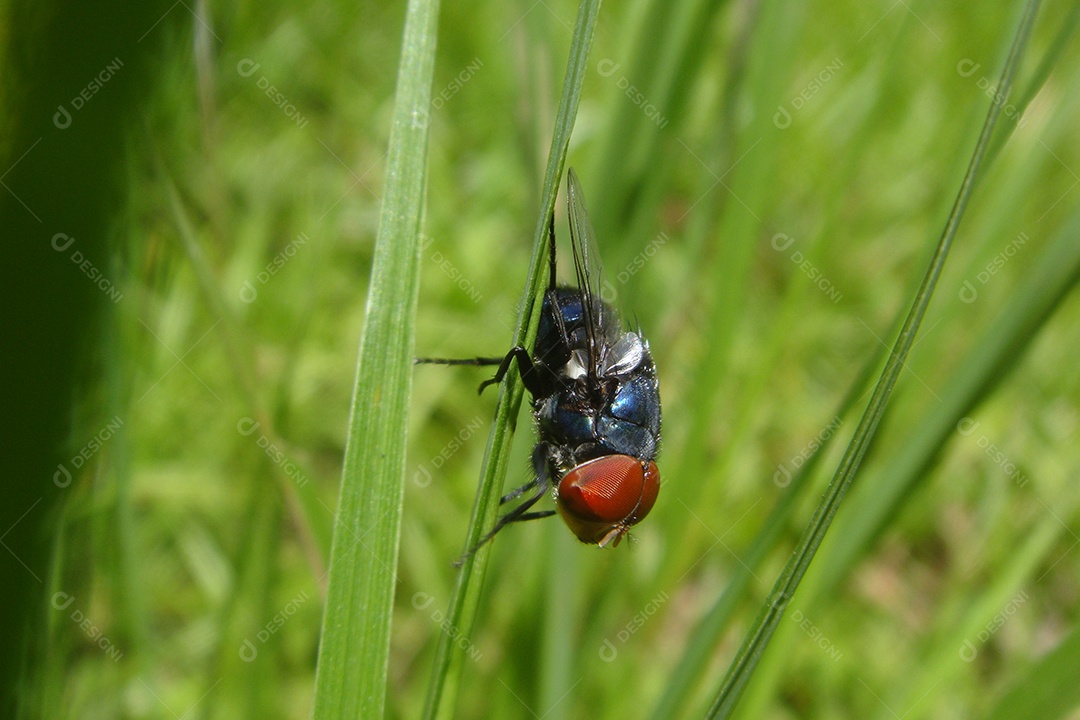 Inseto mosca sobre folha seca floresta