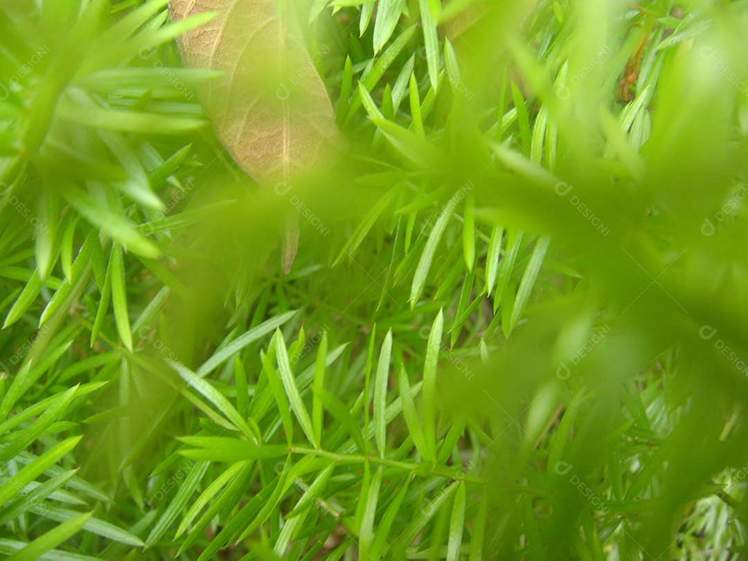 Folhas verde floresta galhos arvores