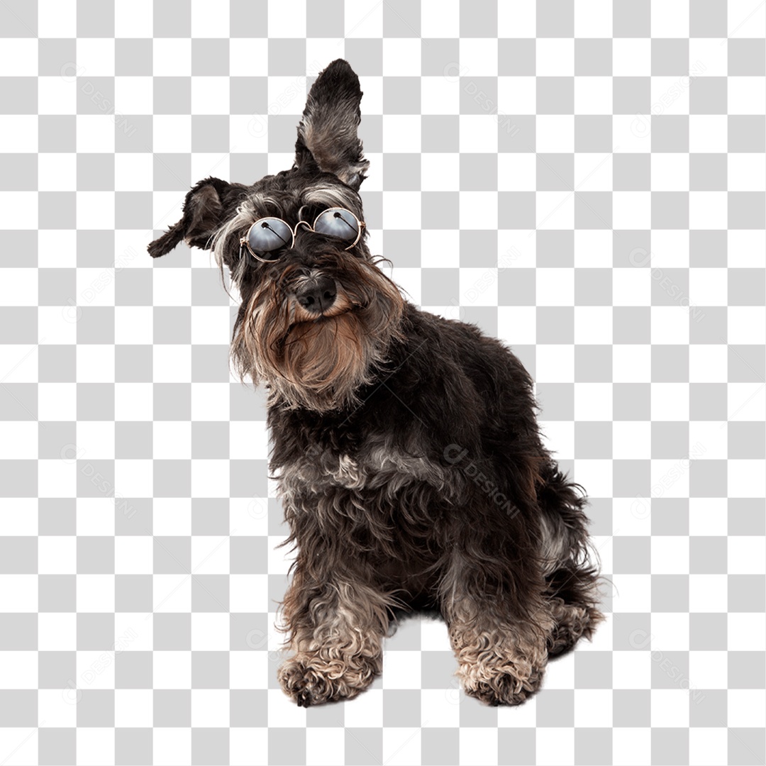 Cachorro PNG Transparente