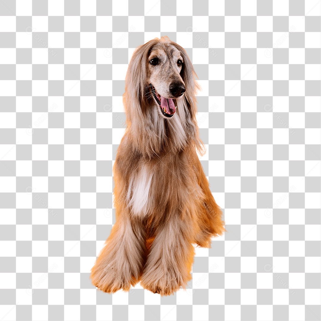 Cachorro PNG Transparente