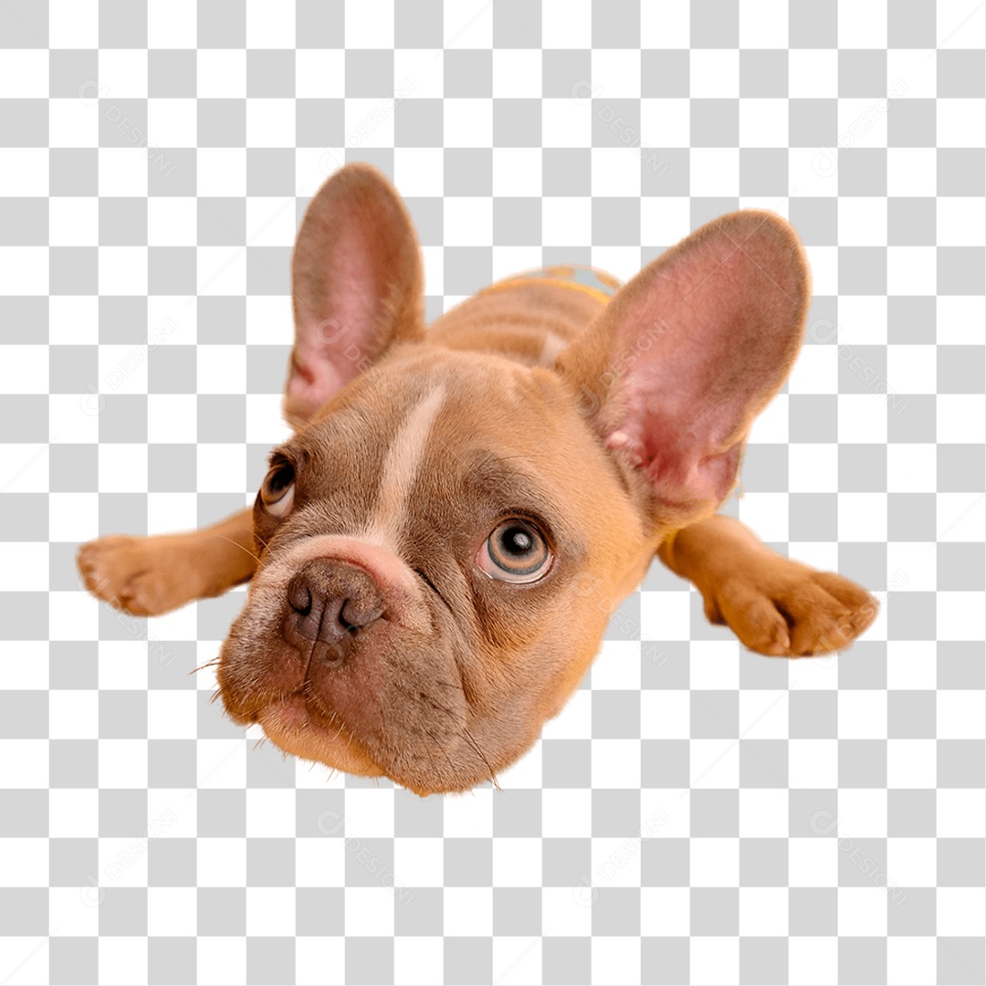 Cachorro PNG Transparente