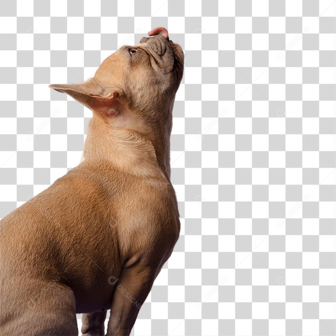 Cachorro PNG Transparente