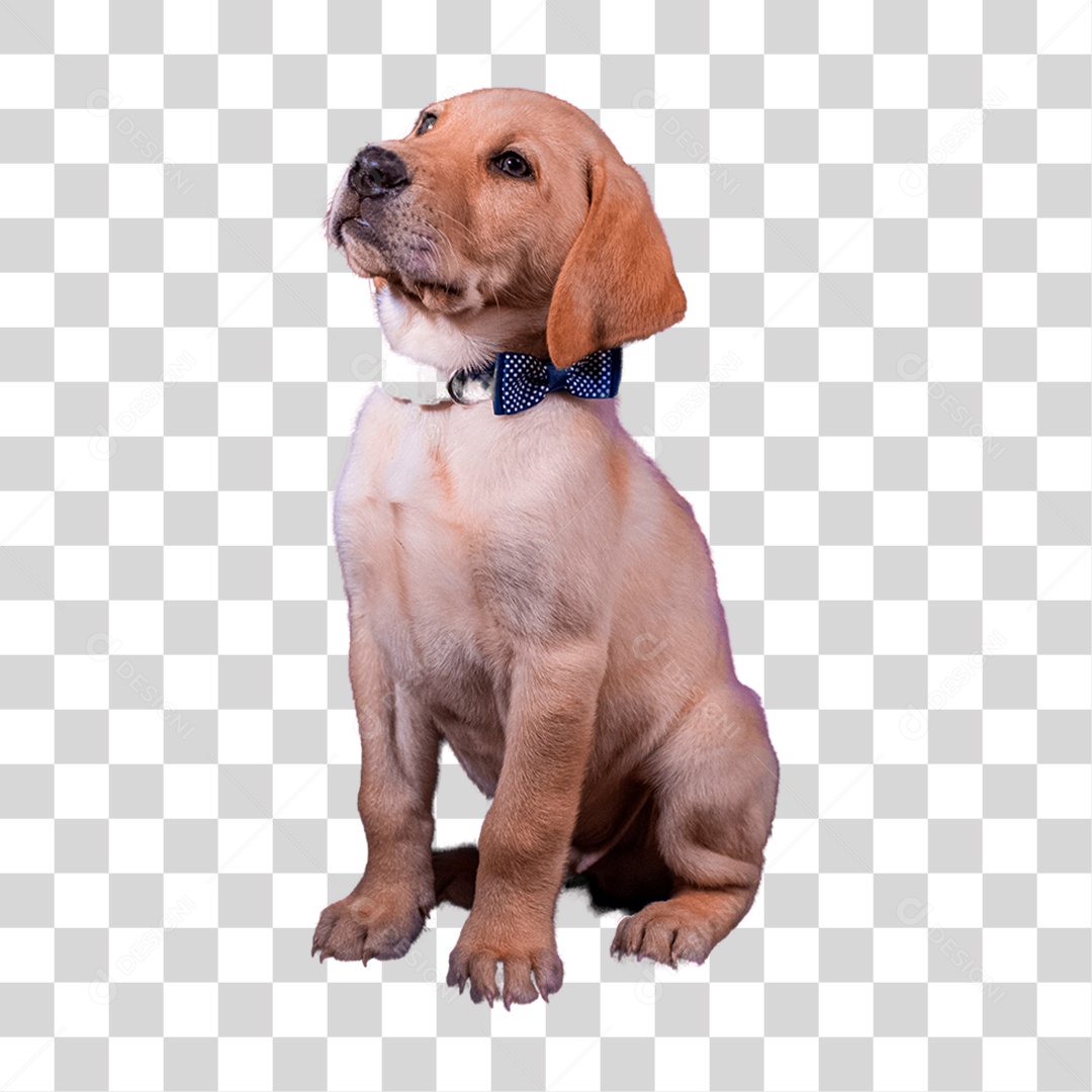 Cachorro PNG Transparente