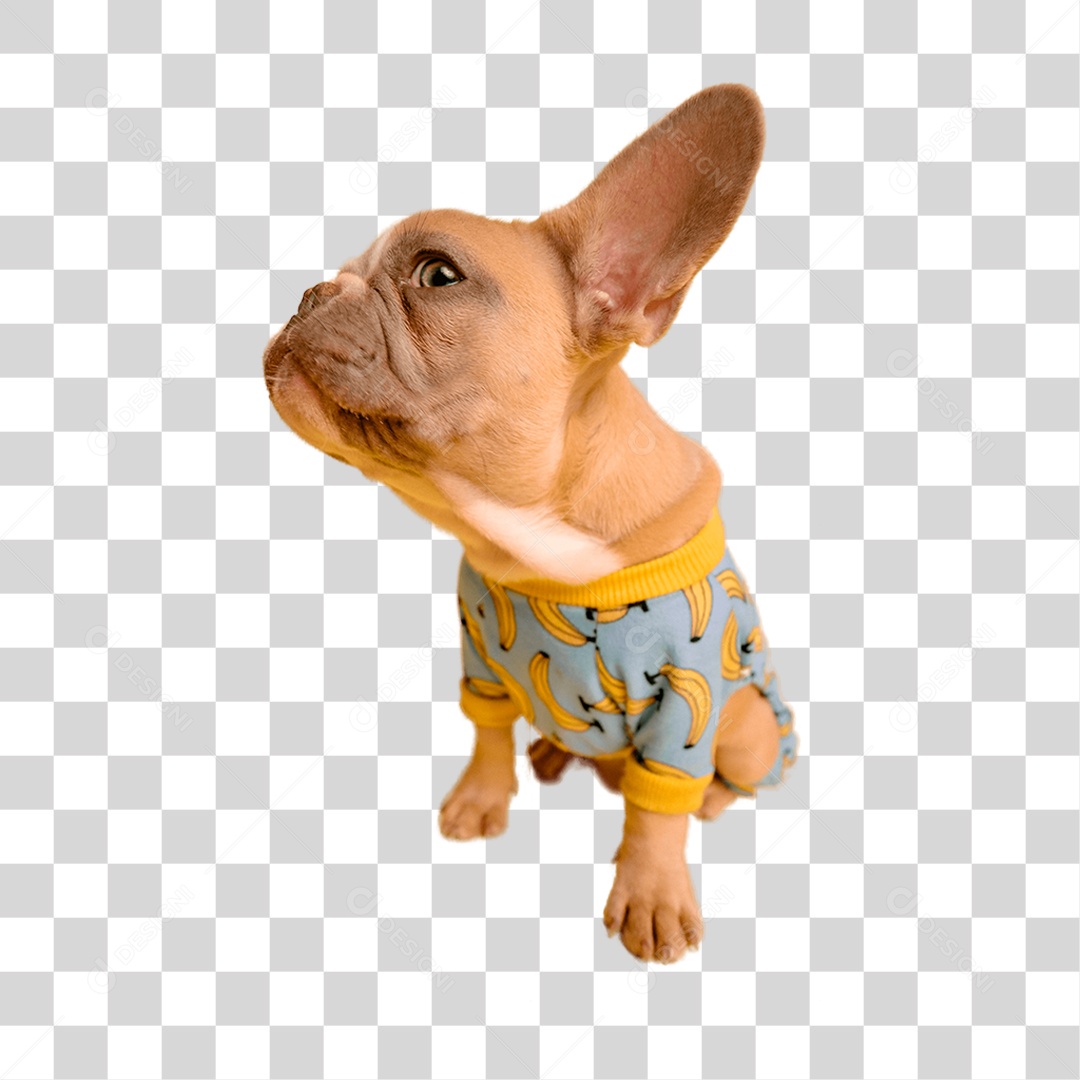 Cachorro PNG Transparente