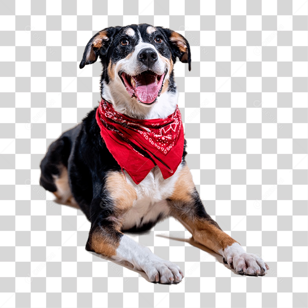 Cachorro PNG Transparente