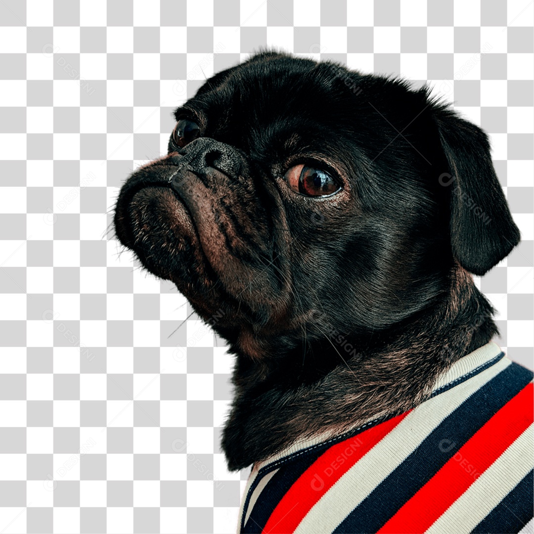 Cachorro PNG Transparente