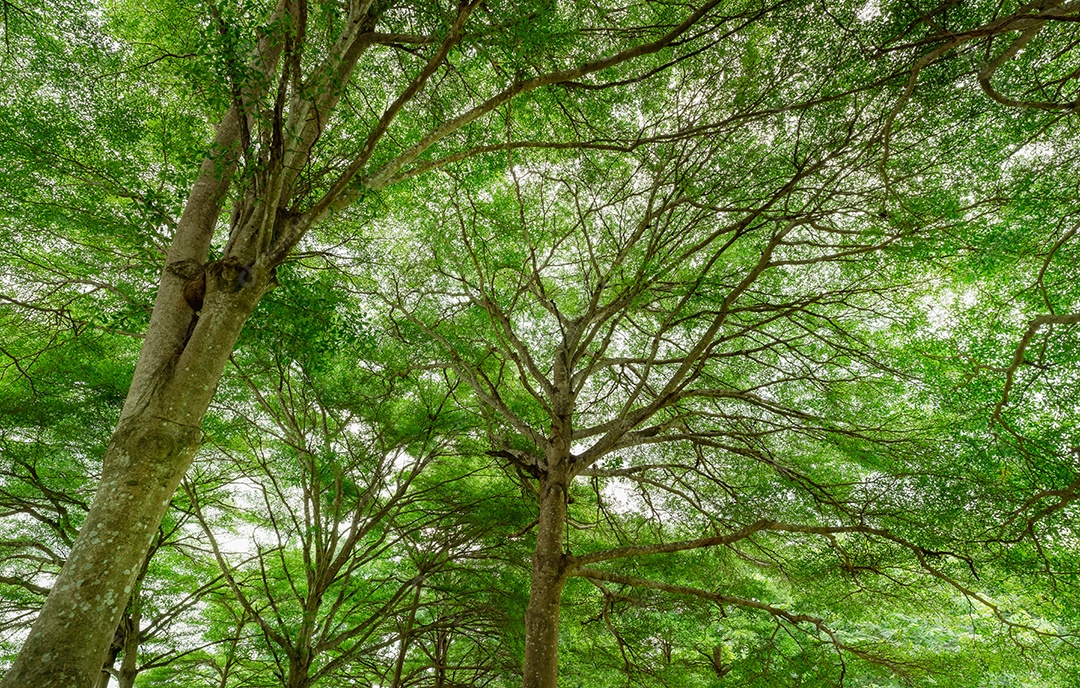 Vista inferior da árvore com folhas verdes na floresta tropical. Ecossistemas