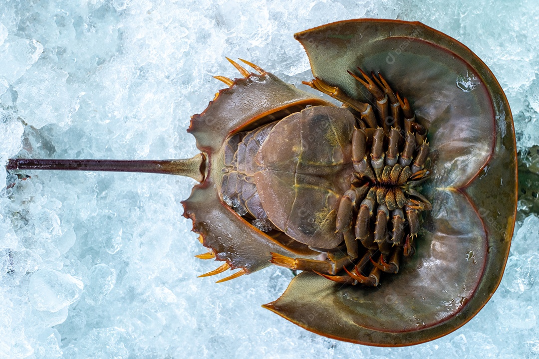 Caranguejo em ferradura fresco ou Limulus polyphemus no gelo em frutos