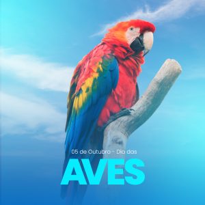 Dia das Aves Pássaros Social Media PSD Editável