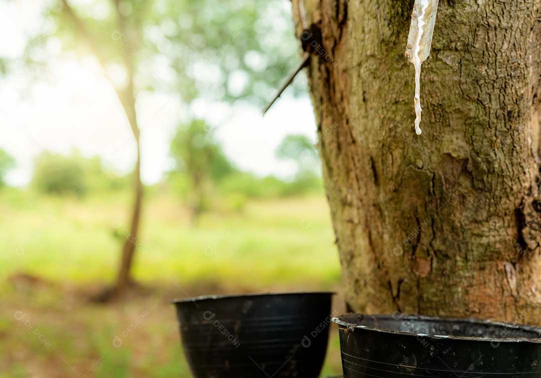Extração da borracha no jardim da seringueira. Látex natural extraído