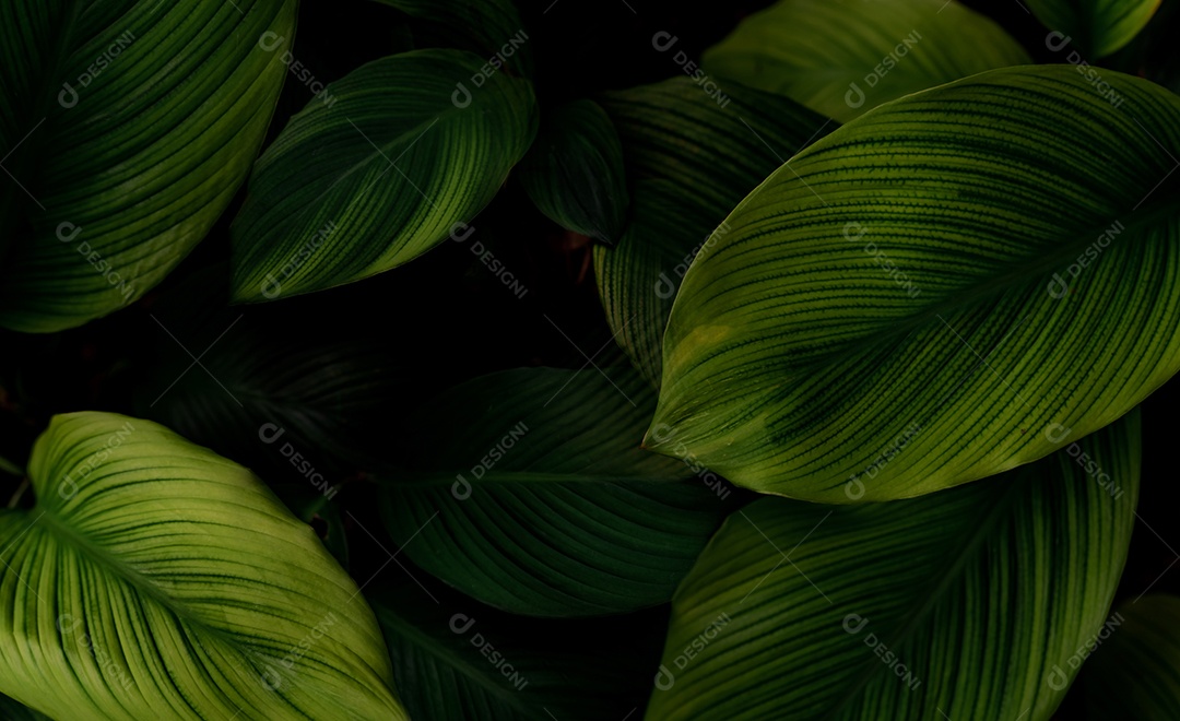 Closeup folhas verdes de plantas tropicais no jardim.