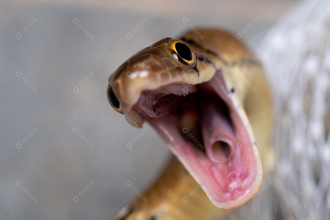 Fechar a cobra amarela é a boca aberta para pronta para lutar e autodefesa