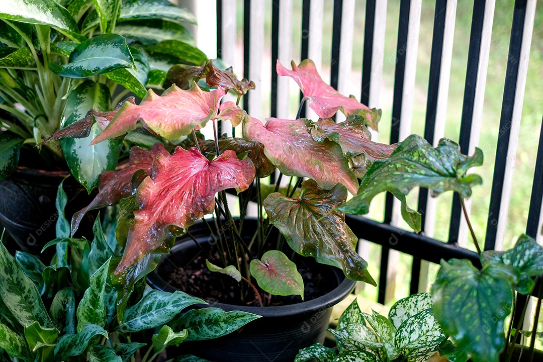 Plantas folhosas. colorido de folhas de bon em vasos